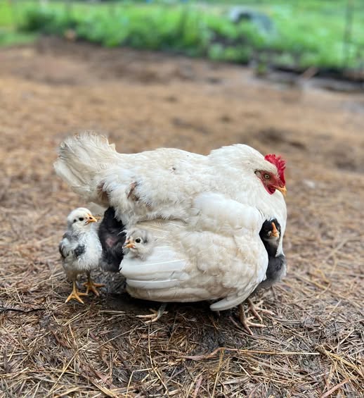 Hen with chicks