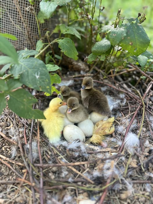 Ducklings in nest