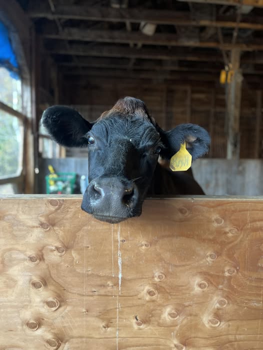 Cow in barn