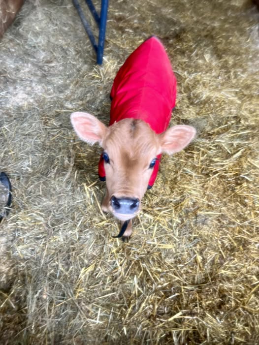 Baby calf