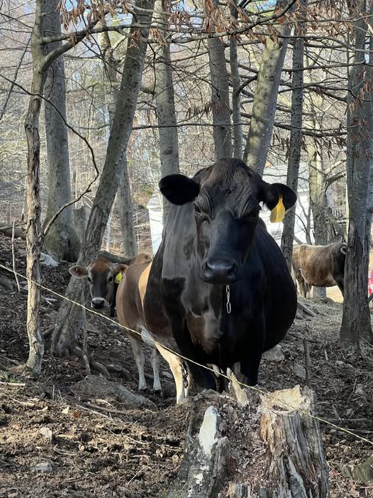 Cows in woods